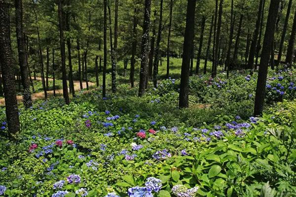 2022重慶繡球花基地在哪里