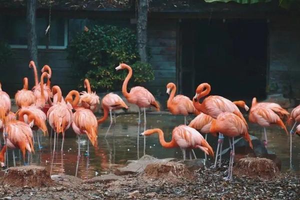 東湖飛鳥世界和武漢動物園哪個好玩