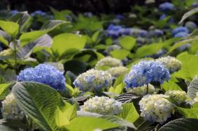 2022湖南省植物园夏天有什么花 附最新花展详情