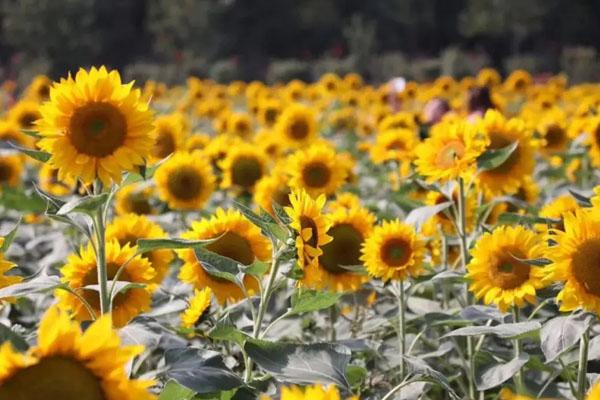 2022湖南省植物园夏天有什么花 附最新花展详情