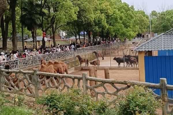 2022武漢九峰森林動物園暑假門票優惠活動