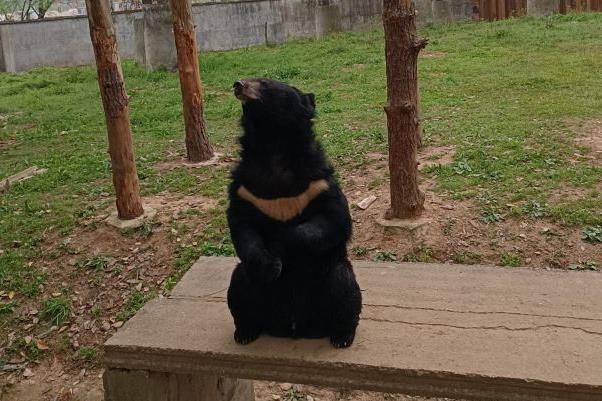 2022武漢九峰森林動物園暑假門票優惠活動