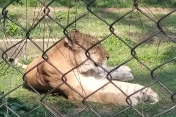 2022武漢九峰森林動物園暑假門票優惠活動