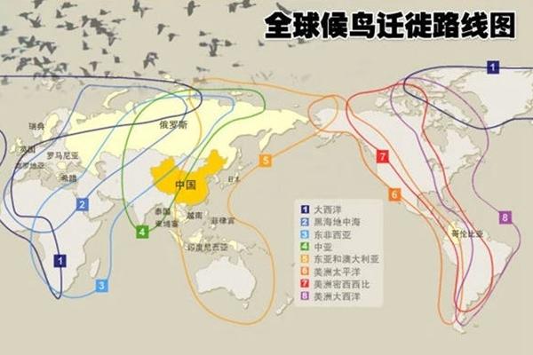 中国有几条候鸟迁徙路线