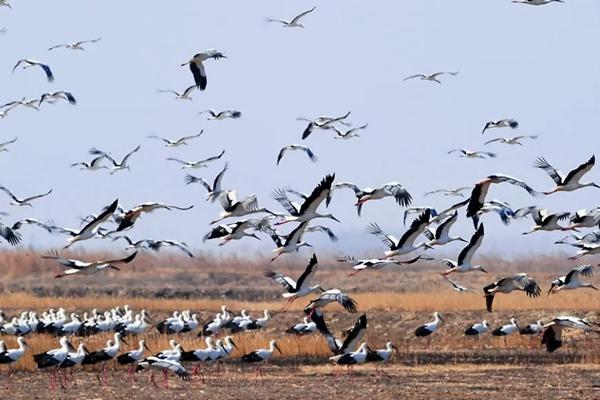中国有几条候鸟迁徙路线