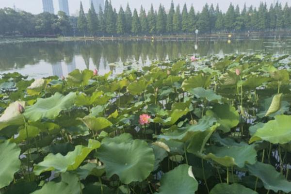 长沙赏荷的最佳地方 这份赏荷地图请收好