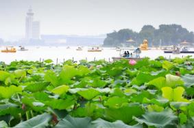 2022南京看荷花的景點有哪些