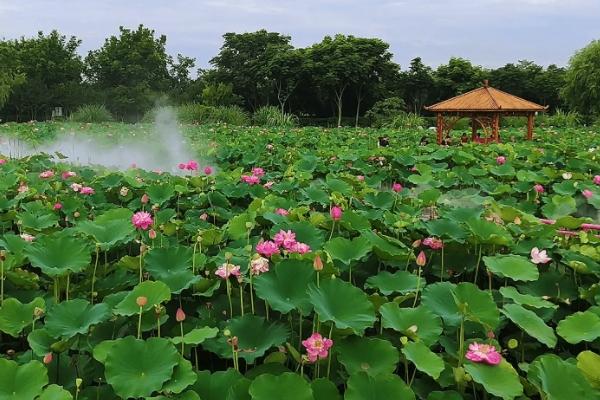 2022成都哪里能看荷花 哪里有看荷花的地方