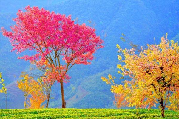 云南冬樱花什么时候最好看 云南冬樱花在哪里