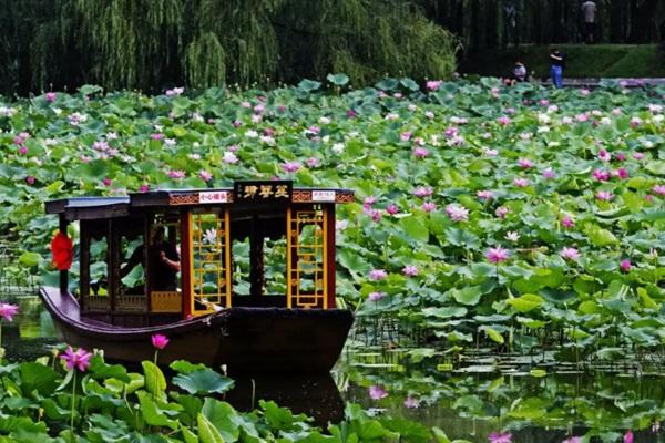 北京赏荷花最好的地方 8大公园赏荷花指南