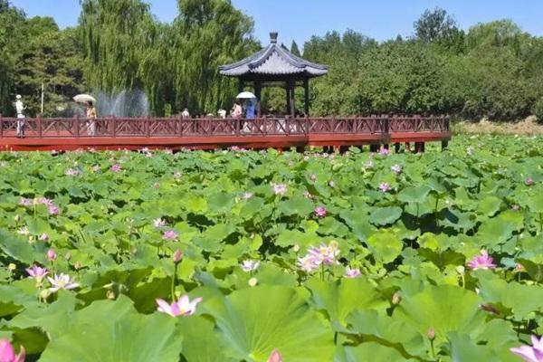 北京賞荷花最好的地方 8大公園賞荷花指南