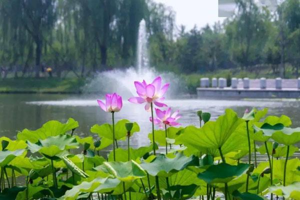 2022北京免费赏荷花的公园推荐