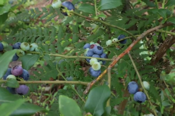 2022都江堰摘蓝莓的地方有哪些