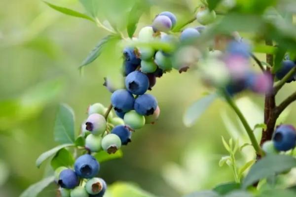 2022都江堰摘蓝莓的地方有哪些