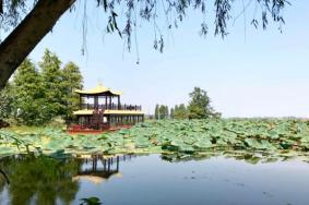 君山野生荷花世界什么時候開園