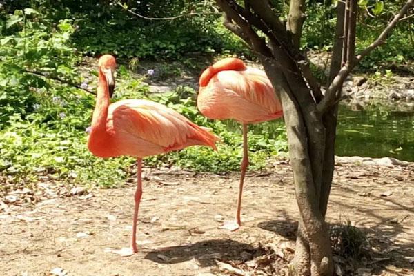 2022杭州动物园门票多少钱一张 附优惠政策