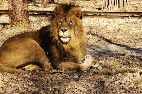 秦皇島野生動(dòng)物園游覽路線