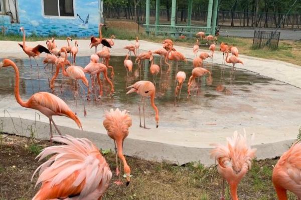秦皇岛野生动物园游览路线