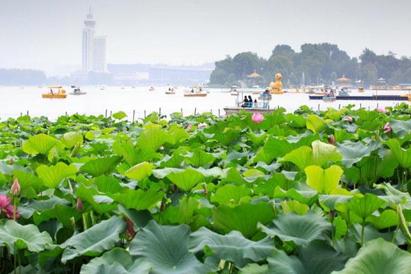 2022南京七月份看什么花 附最佳观赏地