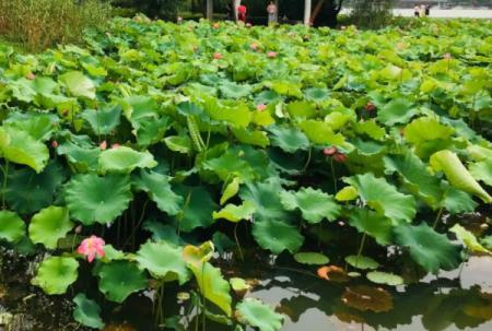 长沙赏荷花景点有哪些地方值得去 免费赏荷地点推荐