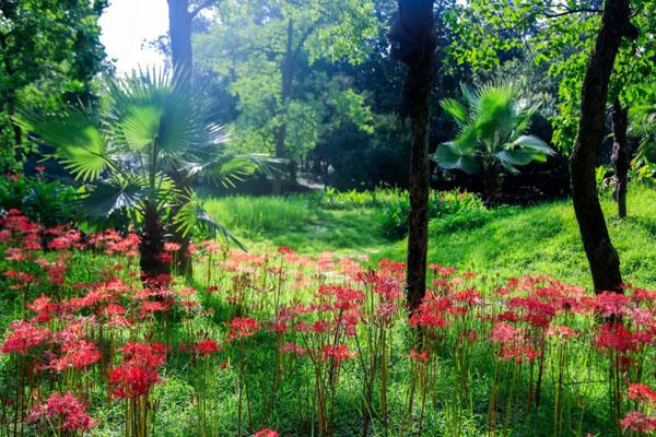 2022杭州植物园开放时间及门票