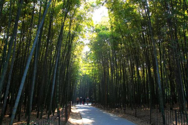 2022杭州植物园门票优惠及免票政策