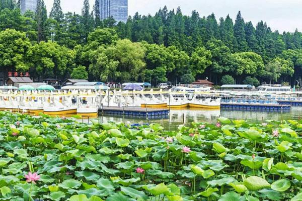 2022南京玄武湖荷花节时间及展出地点 附活动详情