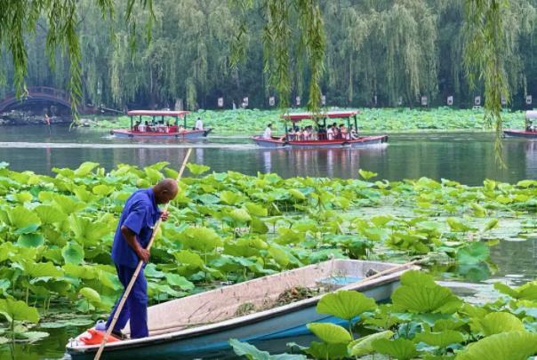 2022北京圆明园荷花几月开的最好看