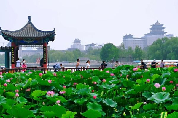 2022北京荷花文化节展区有哪些