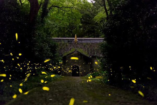 南京哪里能看到萤火虫