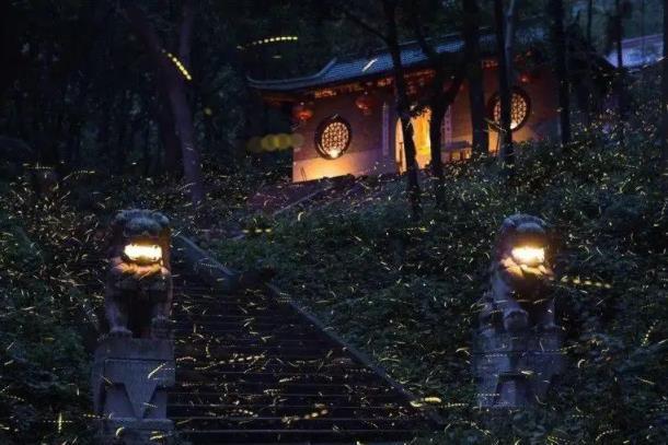 南京哪里能看到萤火虫