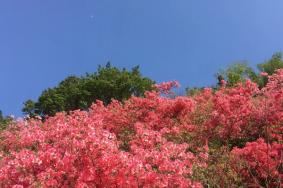 黄陂云雾山风景区门票价格 木兰云雾山景区门票价格