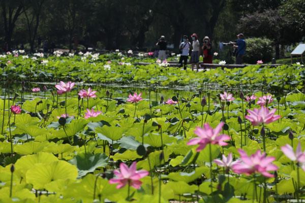 2022北京荷花節哪里好看 在哪里舉辦