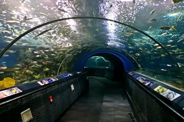 2022上海海洋水族馆门票多少钱一张?