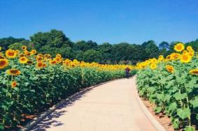 湖南省植物园向日葵在哪个门