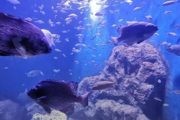 青岛海底世界免费政策2022