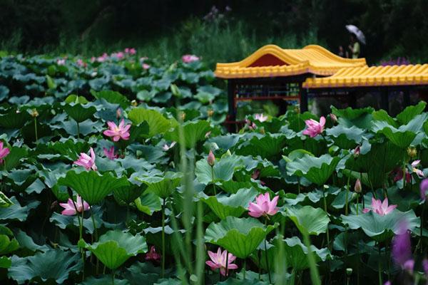 圆明园看荷花最佳路线及最佳赏荷花的地点