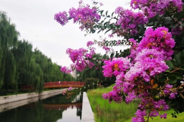 北京紫薇花什么时候开 哪里有紫薇花