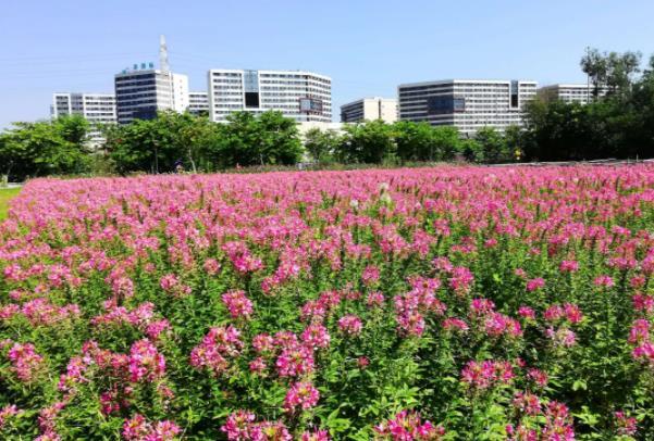 佛山免費(fèi)賞花的地方有哪些