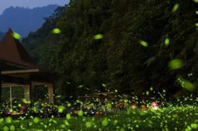 杭州有看萤火虫的地方吗 看萤火虫的地方在哪里