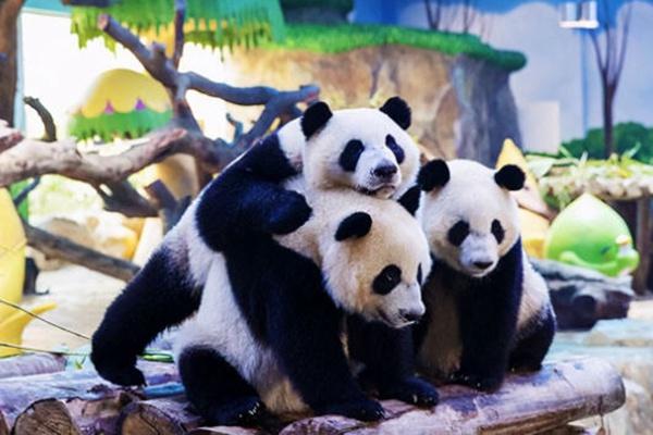 广州长隆野生动物园门票多少一张