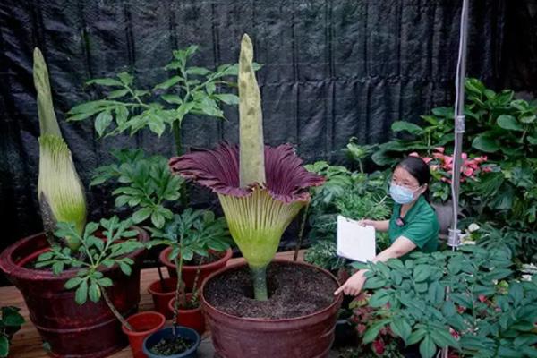 國家植物園巨魔芋之夜夜場活動詳情