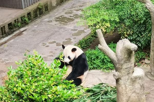 重庆动物园里面有熊猫吗