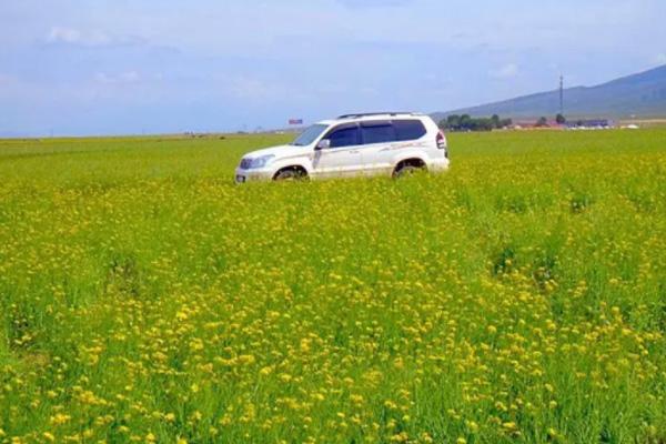 青海包車帶司機多少錢一天