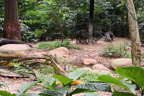 廣州長隆野生動物園營業(yè)開放時間