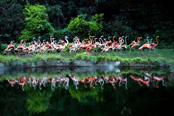 2023廣州長隆野生動物世界門票價格 附優(yōu)惠政策及游玩項(xiàng)目票價