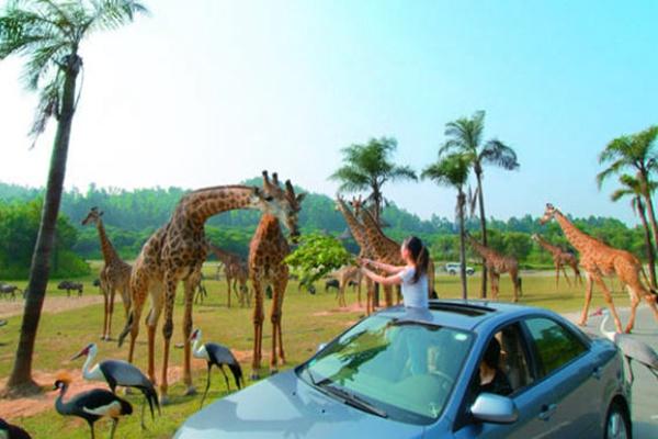 長隆野生動物園自駕車門票怎么買