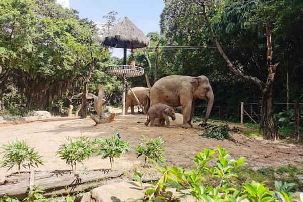 广州动物园哪里比较好玩 广东最出名的动物园有哪些（深圳野生动物园攻略）