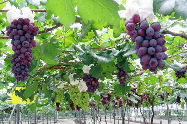 长沙摘葡萄的地方在哪2022