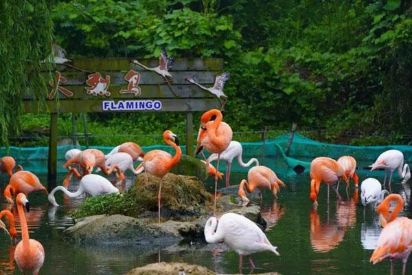 2023宁波野生动物园门票多少一张 附优惠政策及开放时间